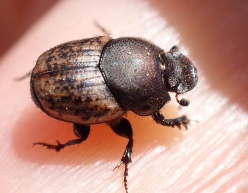 Réf. 317 561 : Onthophagus similis